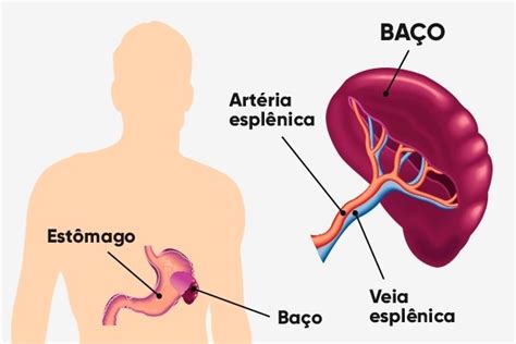 qual a função do baço